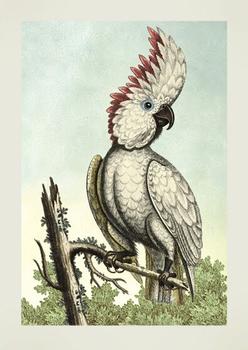 JT41 - The Grand Cacatua