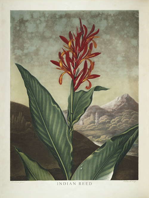 BP08 - Indian Reed