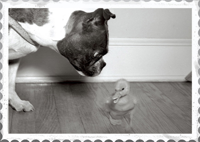 Dog and Duckling Black and White Greeting Card - Click Image to Close