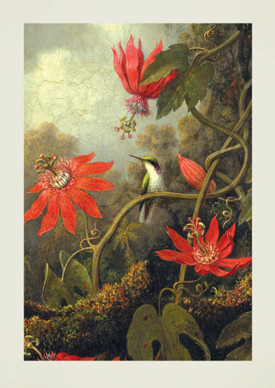 Hummingbird and Passionflowers by Martin Johnson Heade