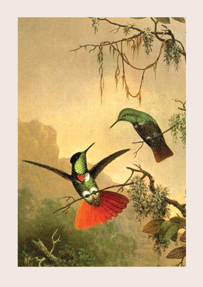 Two Hooded Visorbearer Hummingbirds by Martin Johnson Heade