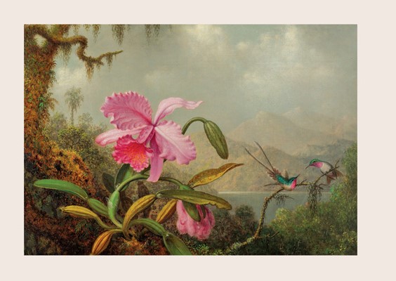 Orchids and Hummingbirds by Martin Johnson Heade - Click Image to Close