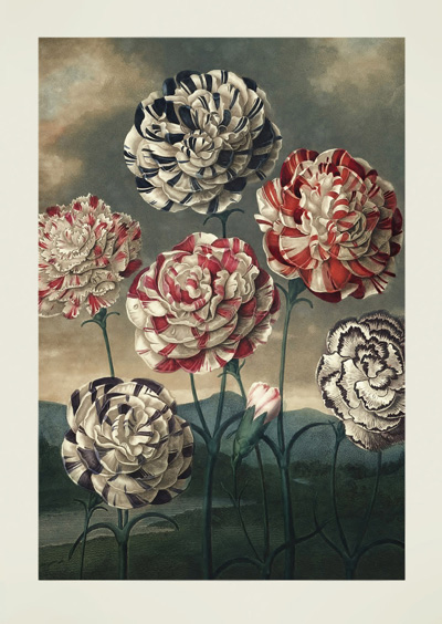 A Group of Carnations by Robert John Thornton - Click Image to Close