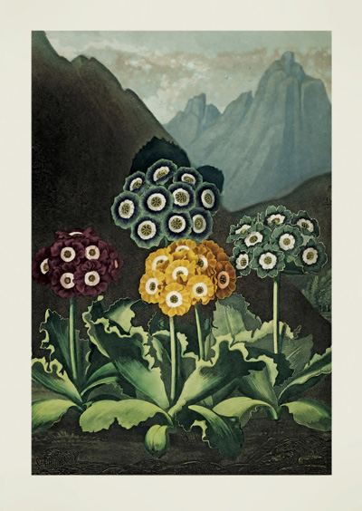 A Group of Auriculas by Robert John Thornton