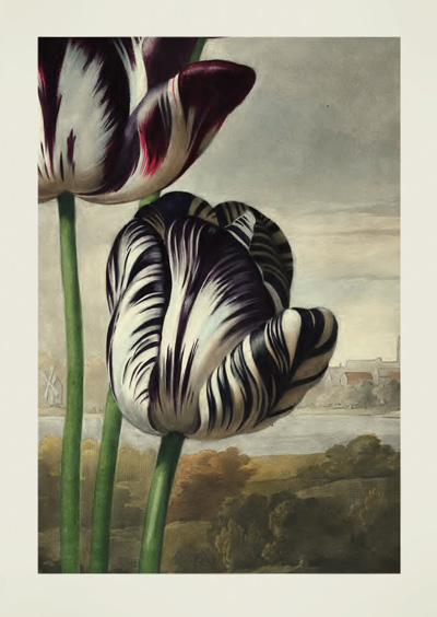 Tulips by Robert John Thornton