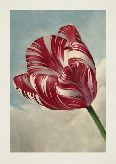 Tulip by Robert John Thornton