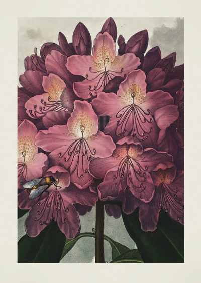 The Pontic Rhododendron by Robert John Thornton