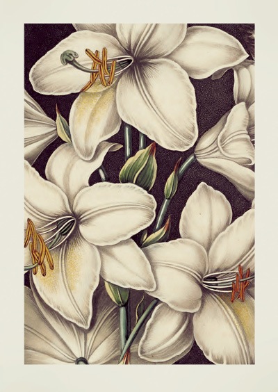 The White Lily by Robert John Thornton