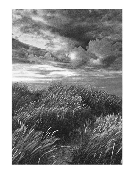 Marram Grass - 40x30cm B&W Print by Max Hernn