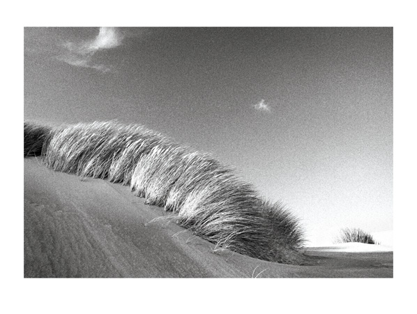 Marram Grass Slope - 40 x 30cm Black & White Print by Max Hernn - Click Image to Close