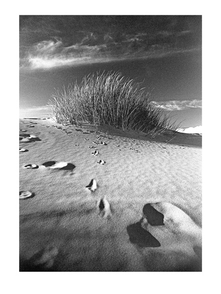 Grass on the Dunes - 40x30cm B&W Print by Max Hernn
