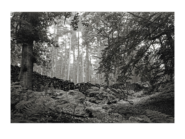 Forest & Fernery - 40 x 30cm Black & White Print by Max Hernn