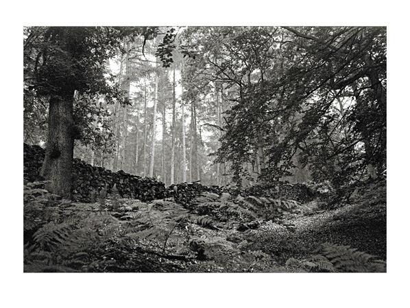 Forest & Fernery - 40 x 30cm Black & White Print by Max Hernn - Click Image to Close