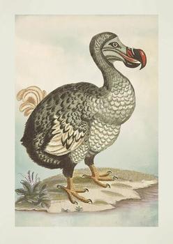 JT38 - Dodo Greeting Card