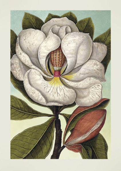 JT39 - Magnolia JT39 - Magnolia