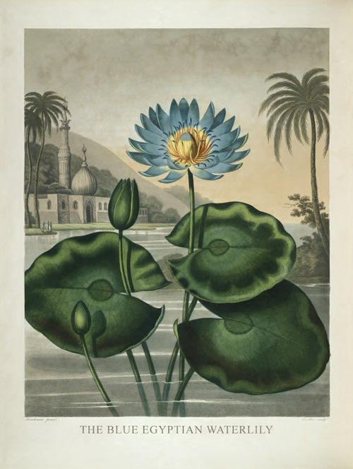 The Blue Egyptian Waterlily by Robert John Thornton - Click Image to Close