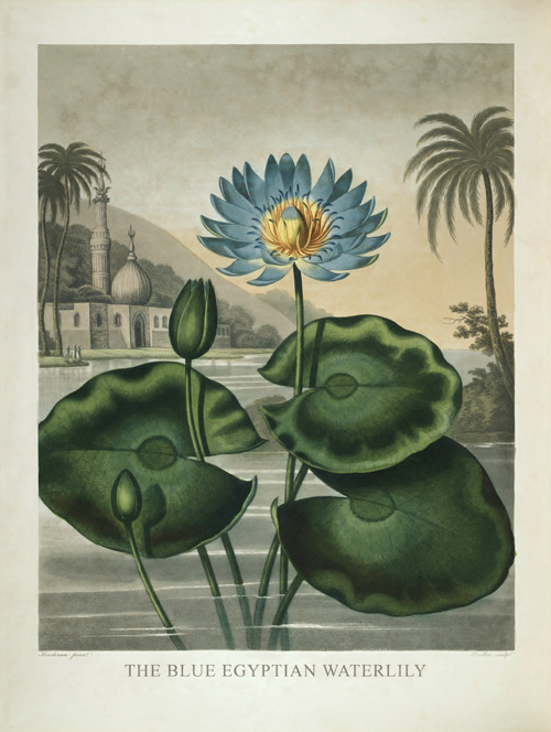 The Blue Egyptian Waterlily by Robert John Thornton The Blue Egyptian Waterlily by Robert John Thornton
