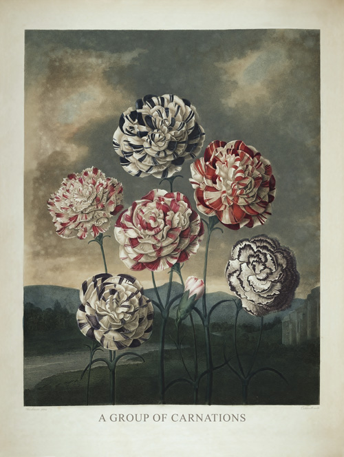 A Group of Carnations by Robert John Thornton