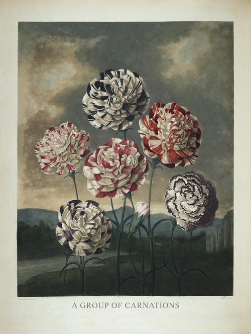 A Group of Carnations by Robert John Thornton - Click Image to Close