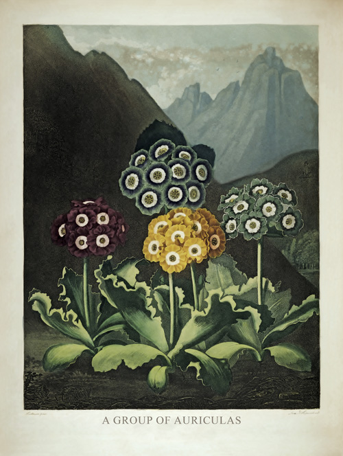 A Group of Auriculas by Robert John Thornton