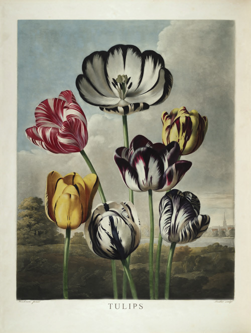 Tulips by Robert John Thornton