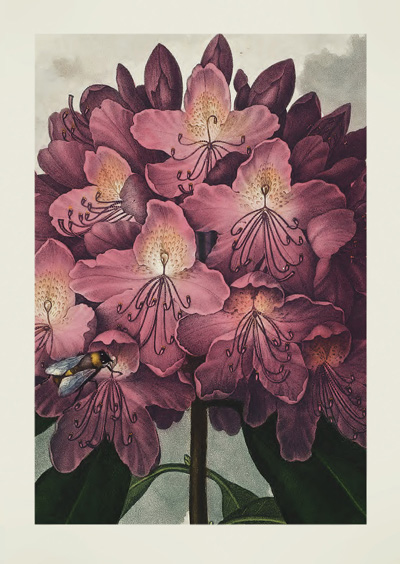 JT07 - The Pontic Rhododendron JT07 - The Pontic Rhododendron