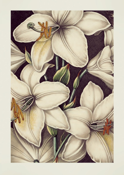 JT11 - The White Lily JT11 - The White Lily