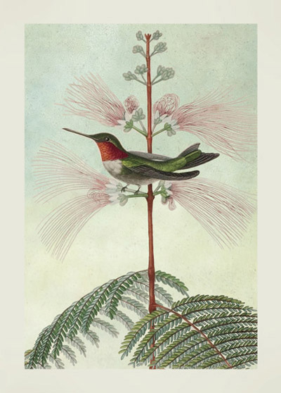 JT26 - Ruby-Throated Hummingbird by Rene Primevere JT26 - Ruby-Throated Hummingbird by Rene Primevere