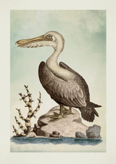 JT27 - The Pelican of America by Veremondo Rossi