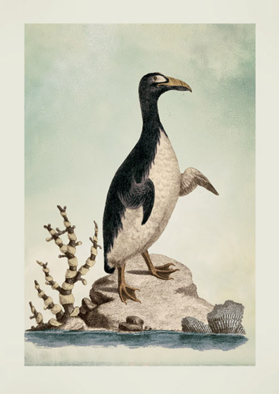 JT30 - Penguin of North America by Veremondo Rossi