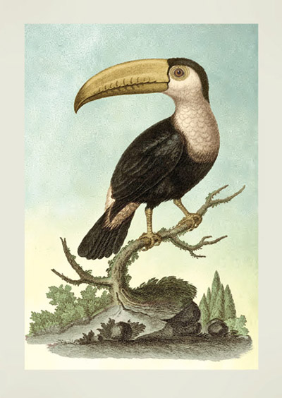 JT32 - Toucan on Branch by Veremondo Rossi