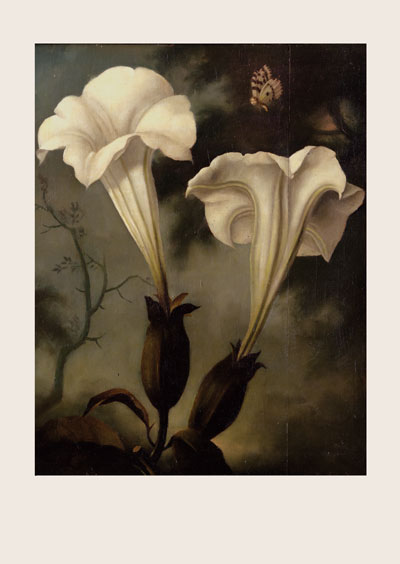 MC28 - Nocturnal Butterfly Boy Greeting Card by Stephen Mackey MC28 - Nocturnal Butterfly Boy Greeting Card by Stephen Mackey
