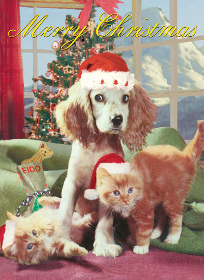 Cat and Dog Pack of 5 Christmas Greeting Cards by Max Hernn